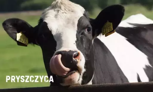 Zdjęcie do Pryszczyca